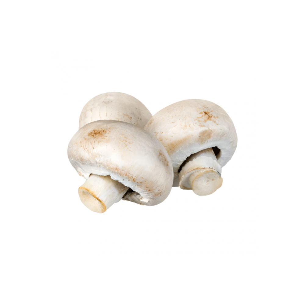 Champignon - الفطر