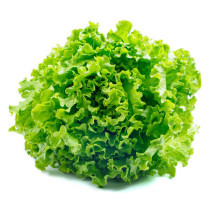 Laitue frisée