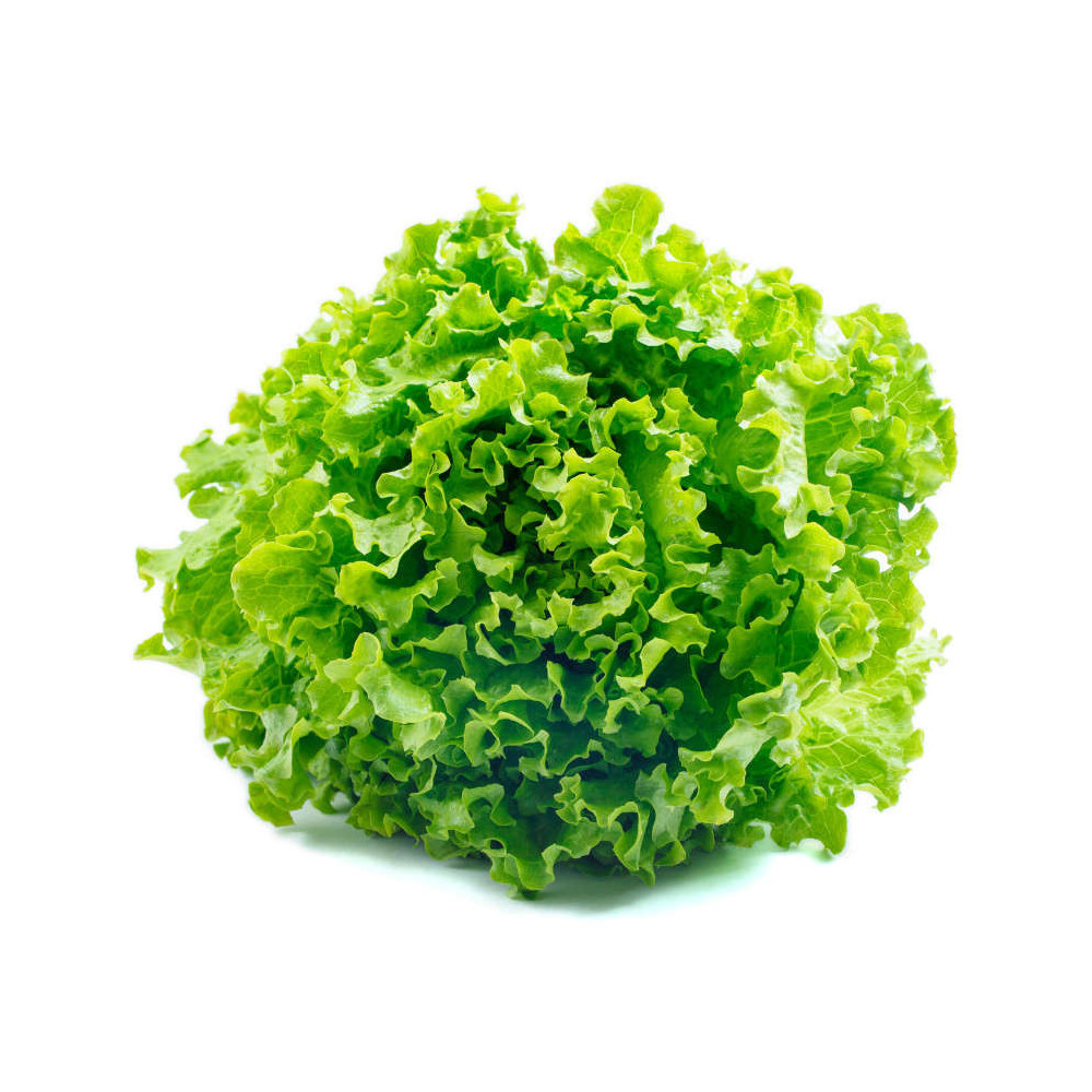 Laitue frisée