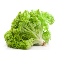 Laitue frisée